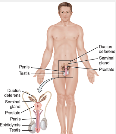 <ul><li><p>C: <span style="background-color: transparent;">gonads(testes in male and ovaries in females) and associated organs</span></p></li><li><p>F: <span style="background-color: transparent;">gonads produce gametes to unite to form a few organism; release hormones that regulate reproduction and other processes </span></p></li></ul><p></p>