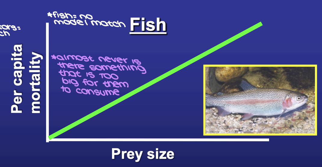 <p>fish do not demonstrate size selectivity as there is almost no prey that is too big for fish to consume</p><p><span style="color: red;">NOT A MODEL MATCH</span></p>