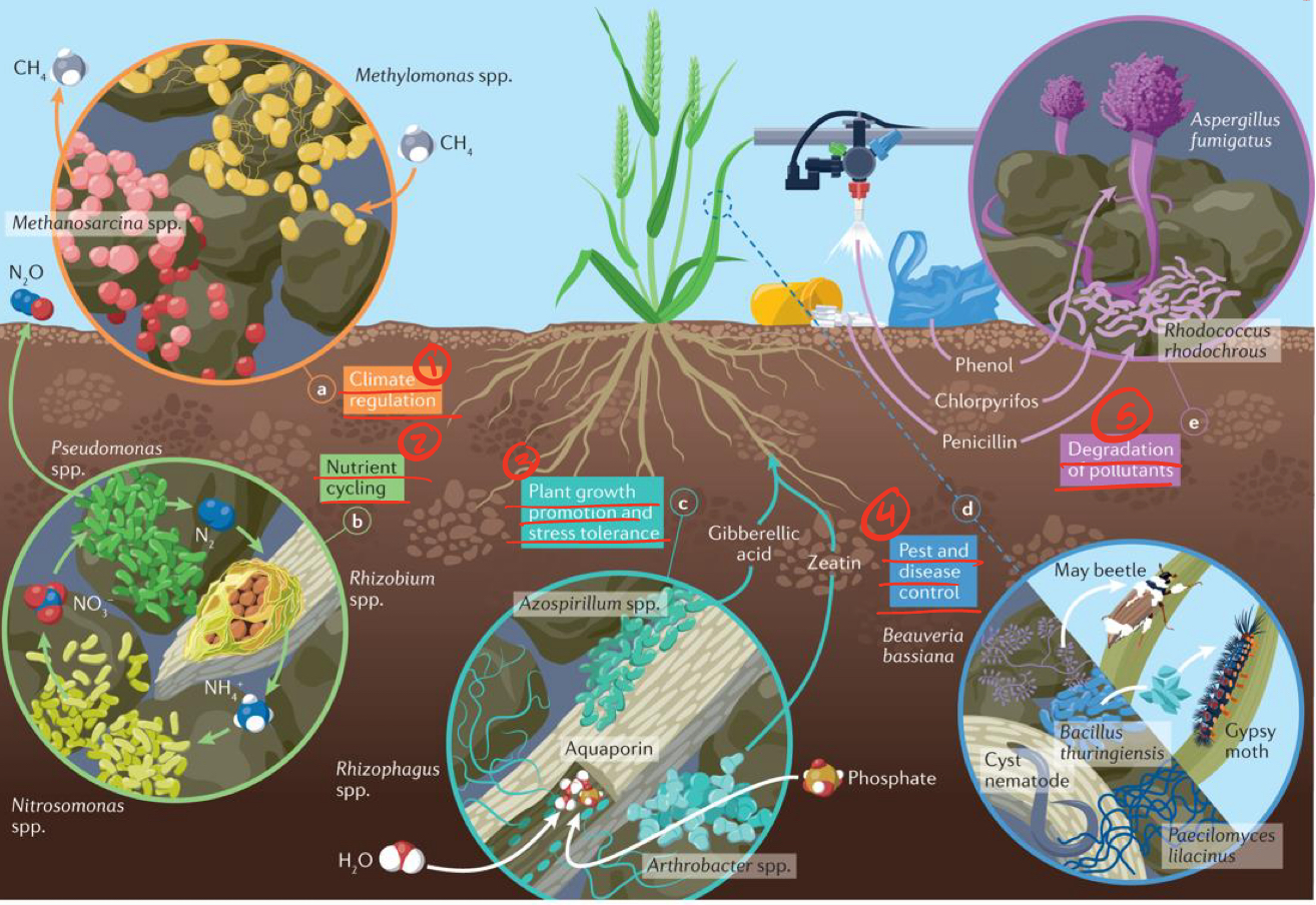 <p>Key functions of soil microbiomes</p>
