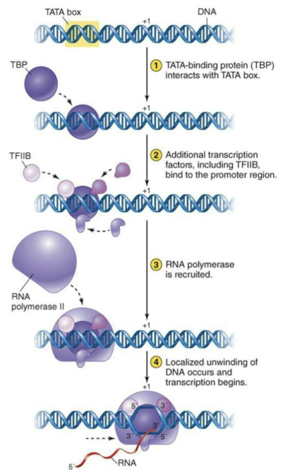 <ul><li><p>In eukaryotes, transcription factors bind the various upstream elements</p></li><li><p>One of three RNA polymerases is directed to the site of transcription initiation</p><ul><li><p>RNA pol does not bind directly to DNA</p></li><li><p>Binding is facilitated by various transcription factors</p></li></ul></li><li><p>This binding initiates the unwinding of the DNA and the start of the actual transcription process.</p></li></ul><p></p>