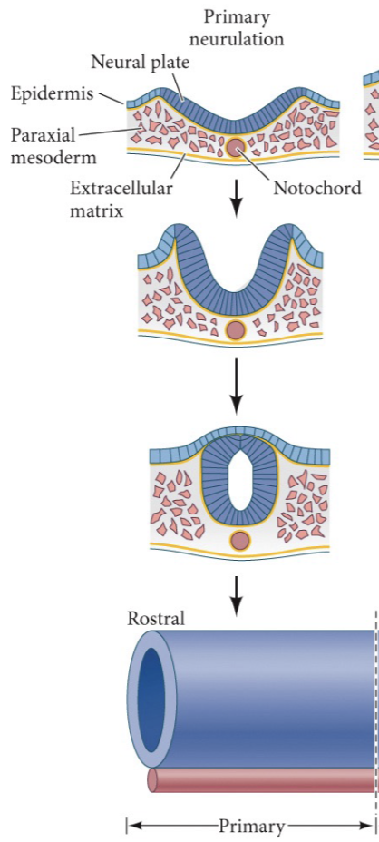<p>neural plate invaginates and forms neural tube</p><ul><li><p>formation of the anterior of the tube = <strong>rostral</strong> side</p></li></ul><p></p>