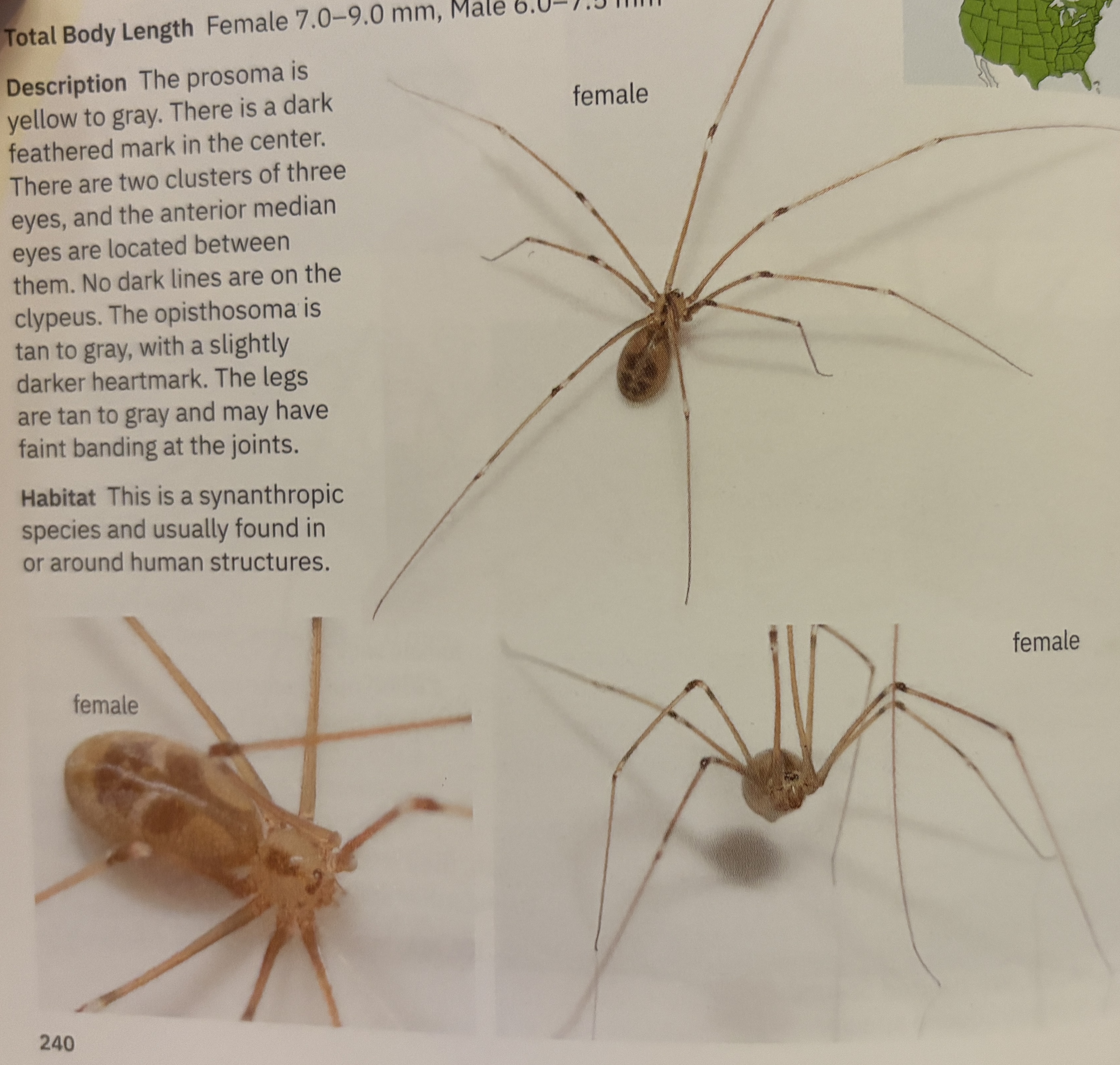 <p>Pholcus phalangioides - “longbodied cellar spider“</p><p>family: Pholcidae</p>
