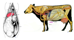 <p>From the 6th to 8th ICS. It contacts the diaphragm and is close to the heart. it lies over the xiphoid cartilage</p><p>it is in the midline (slightly to the LEFT)</p>