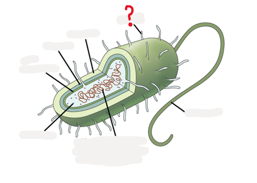 <p>What is this part of bacteria and what does it do?</p>
