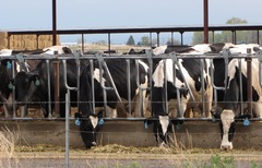 <p>A plot of land on which livestock are fattened for market.</p>
