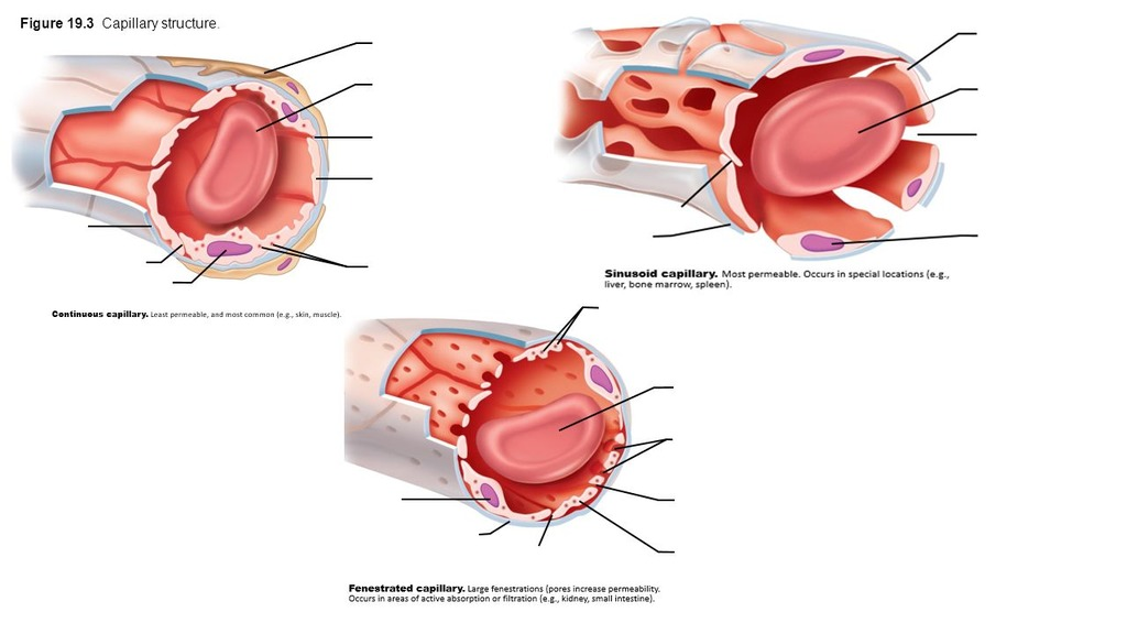 <p>least to most vascular <strong>permeability</strong></p><ol><li><p><strong><u>continuous</u></strong>: tight junctions, <strong>no seeping</strong></p></li><li><p><strong><u>fenestrated</u></strong>: <strong>holes</strong> for exchange</p></li><li><p><strong><u>sinusoid</u></strong>: <strong>most</strong> permeable</p></li></ol><p></p>