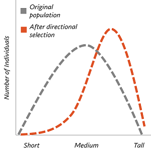 <p>Direction Selection</p>