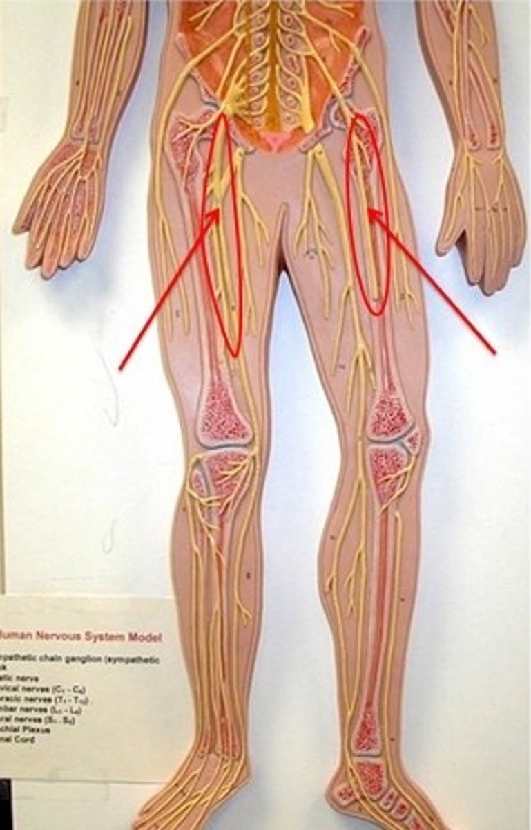 <p>groin</p>
