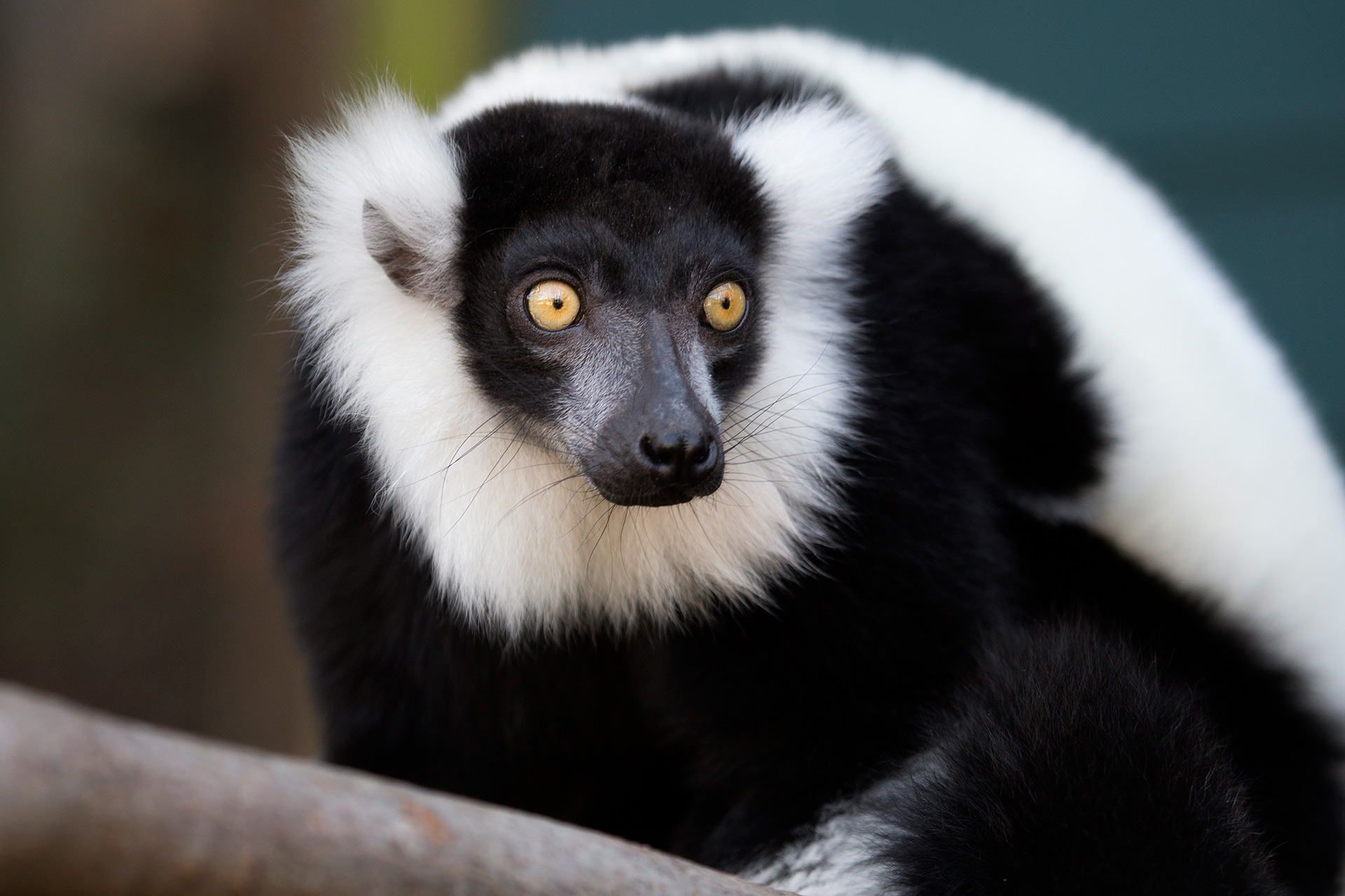 <p>Common Name: Ruffed Lemur</p><p>Suborder: Strepsirhini</p><p>Order: Primates</p><p>Family: Lemuridae</p>