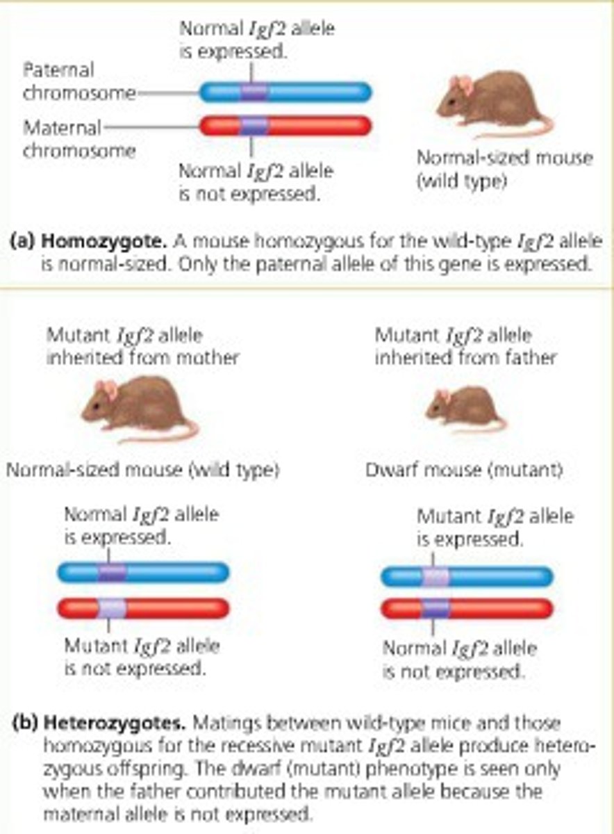 <p>a phenomenon in which expression of an allele in offspring depends on whether the allele is inherited strictly from either the male or female parent.</p><p>Result of methylation (addition of CH3)</p>