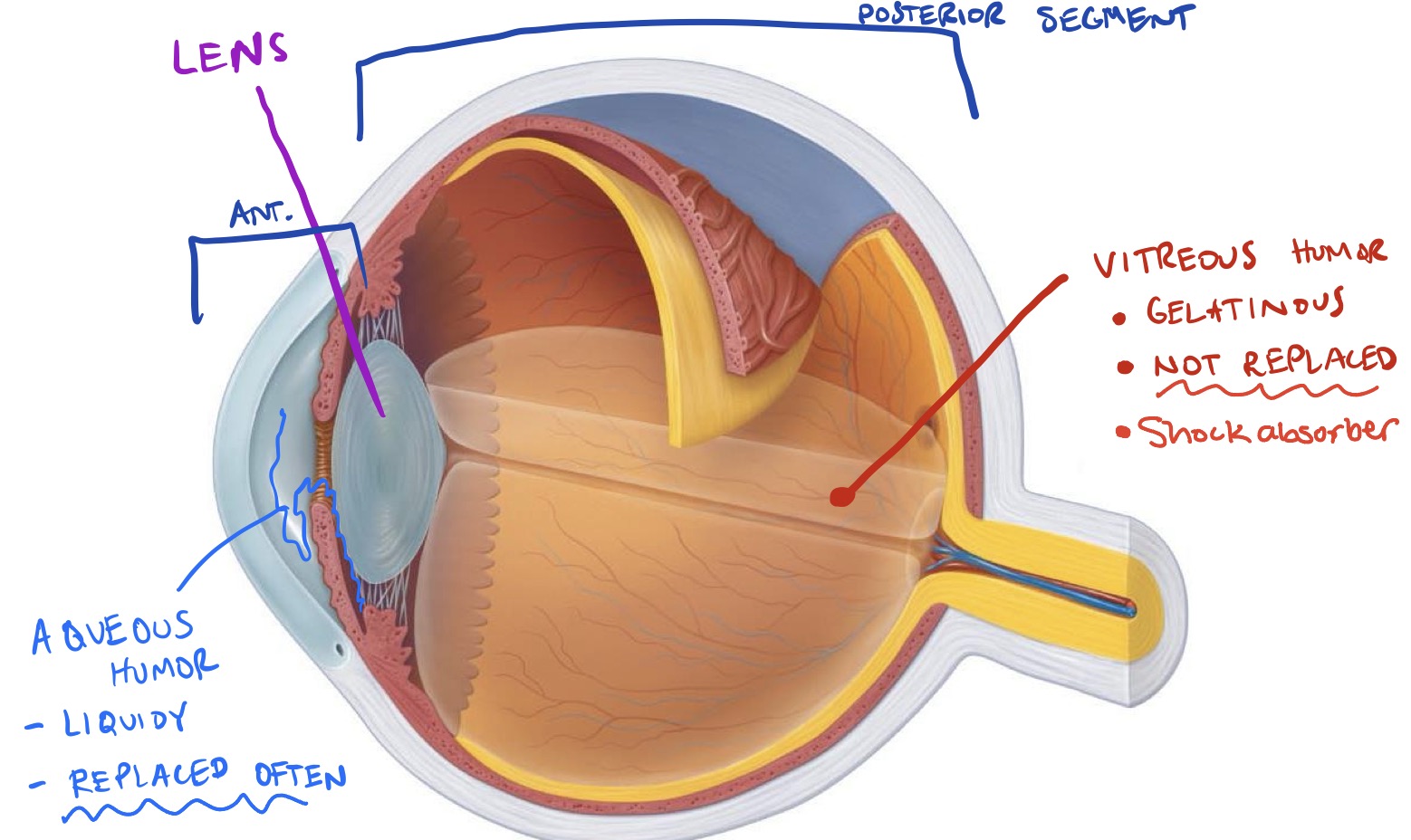 <ul><li><p><strong>Anterior segment:</strong></p><ul><li><p>Anterior to lens </p></li><li><p>Filled w/ aqueous humor </p><ul><li><p>Liquidy; replaced often</p></li></ul></li></ul></li><li><p><strong>Posterior segment:</strong></p><ul><li><p>Posterior to lens</p></li><li><p>Filled with vitreous humor</p><ul><li><p>Gelatinous </p></li><li><p>Not replaced </p></li><li><p>Shock absorber</p></li></ul></li></ul></li></ul><p></p>