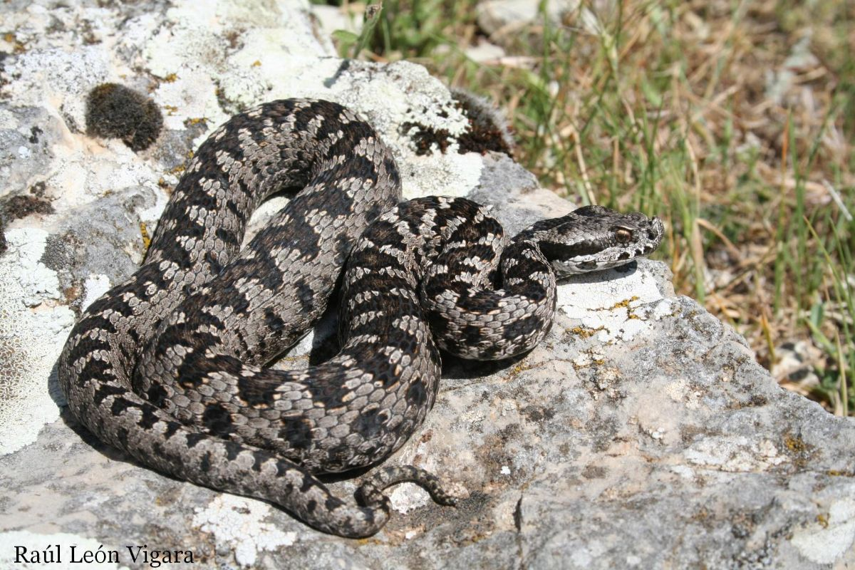 <p>Muy variados, desde dunas arenosas a zonas pedregosas de montaña, y con amplio margen altitudinal.</p><p>Depredador.</p>