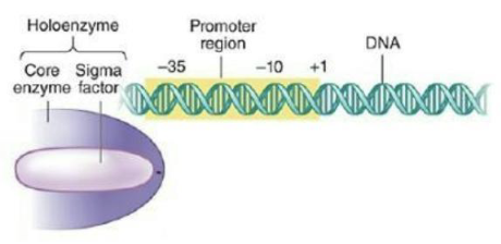 <ul><li><p><strong><em>In bacteria</em></strong>, use of different sigma factors directs RNA polymerases to certain genes.</p></li><li><p>Alternative sigma factors are active only under specific conditions and are not required for cell viability.</p><ul><li><p>Most E. coli promoters are recognized by sigma-70 (RpoD), but there are 6 alternative sigma-70 family members.</p><ul><li><p>Sigma-54 (RpoN) = Regulating nitrogen utilization genes under nitrogen-limited conditions</p></li><li><p>Sigma-32 (RpoH) = Heat-shock protein gene regulator helping cell cope with protein-misfolding during heat stress</p></li><li><p>Sigma-38 (RpoS) = General stress-response gene regulator that activates genes needed for survival in stationary growth phase or in stress</p></li></ul></li></ul></li></ul><p></p>