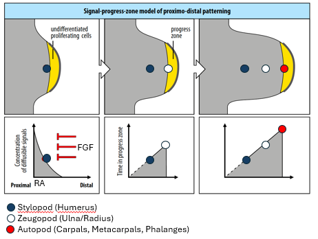 <p>modern concept - originally patterning depends on competitive signals, with high RA at the start inhibited by FGF, like the 2-signal model, then shifts to a time dependent model like the progress zone model </p>