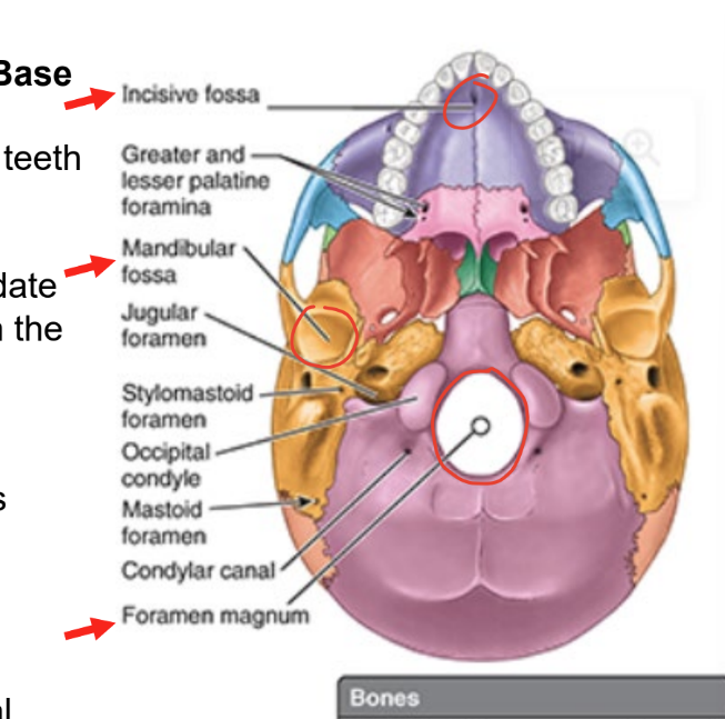 <ul><li><p>incisive fossa</p><ul><li><p>post. to central incisor teeth</p></li></ul></li><li><p>mandibular fossae</p><ul><li><p>accommodate mandibular condyles when mouth is closed</p></li></ul></li><li><p>foramen magnum</p><ul><li><p>major structures like spinal cord pass thru</p></li></ul></li></ul><p></p>