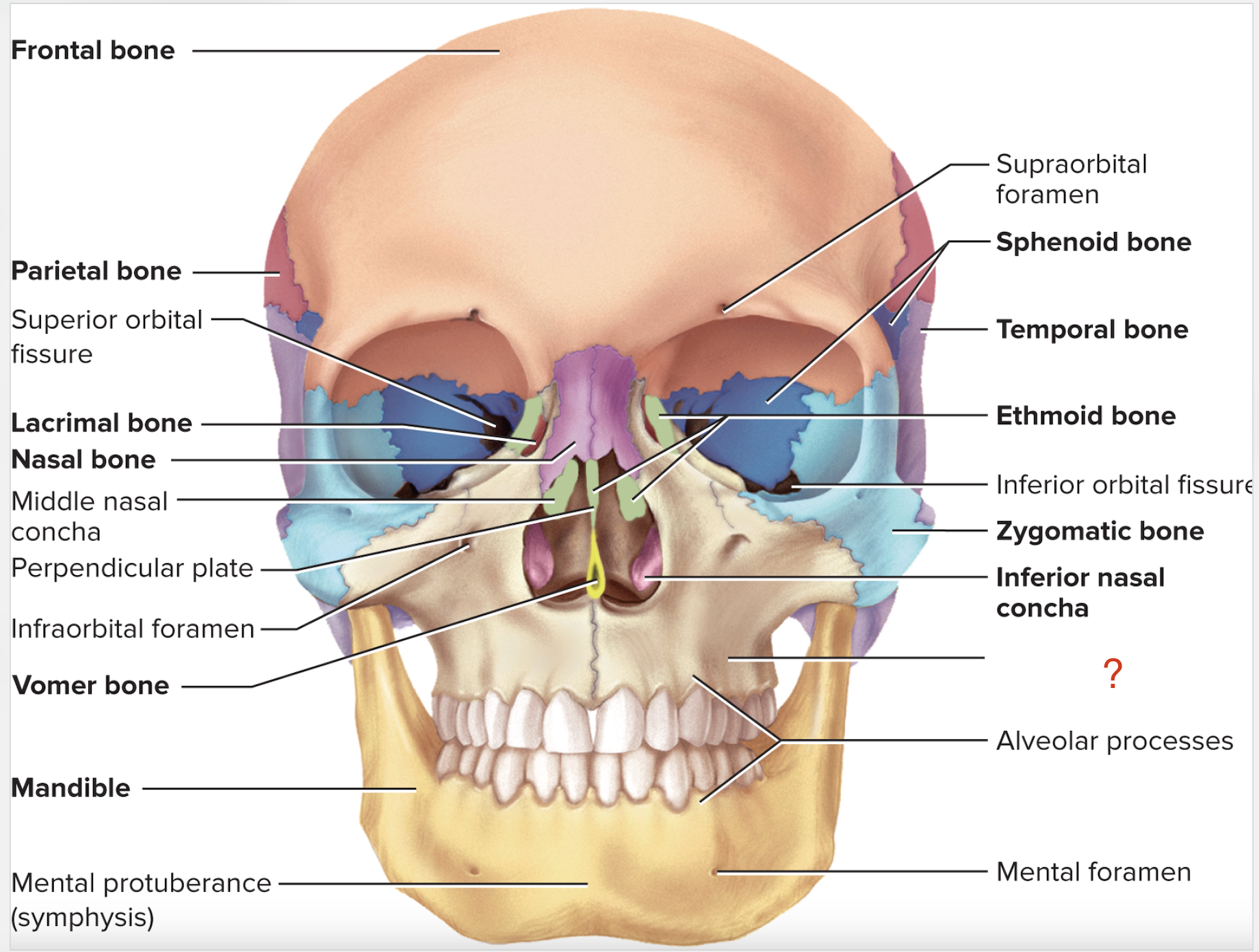 <p>What is the name of this bone?</p>