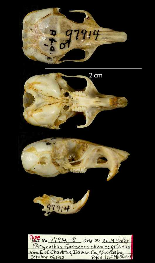 <p>Family Heteromyidae Genus Perognathus </p>