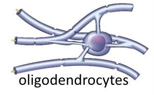 <p>CNS Neuroglia: <strong>Oligodendrocytes</strong></p>