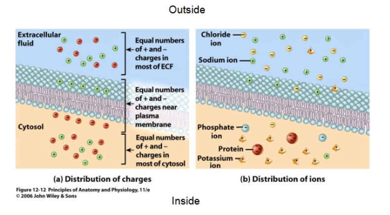 <p>resting membrane potential </p>