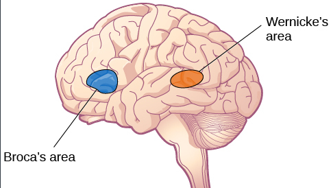 <p><span style="color: mediumseagreen !important;"><strong>Broca's area</strong></span><span> </span><strong><u>produces</u></strong><span> speech</span></p>