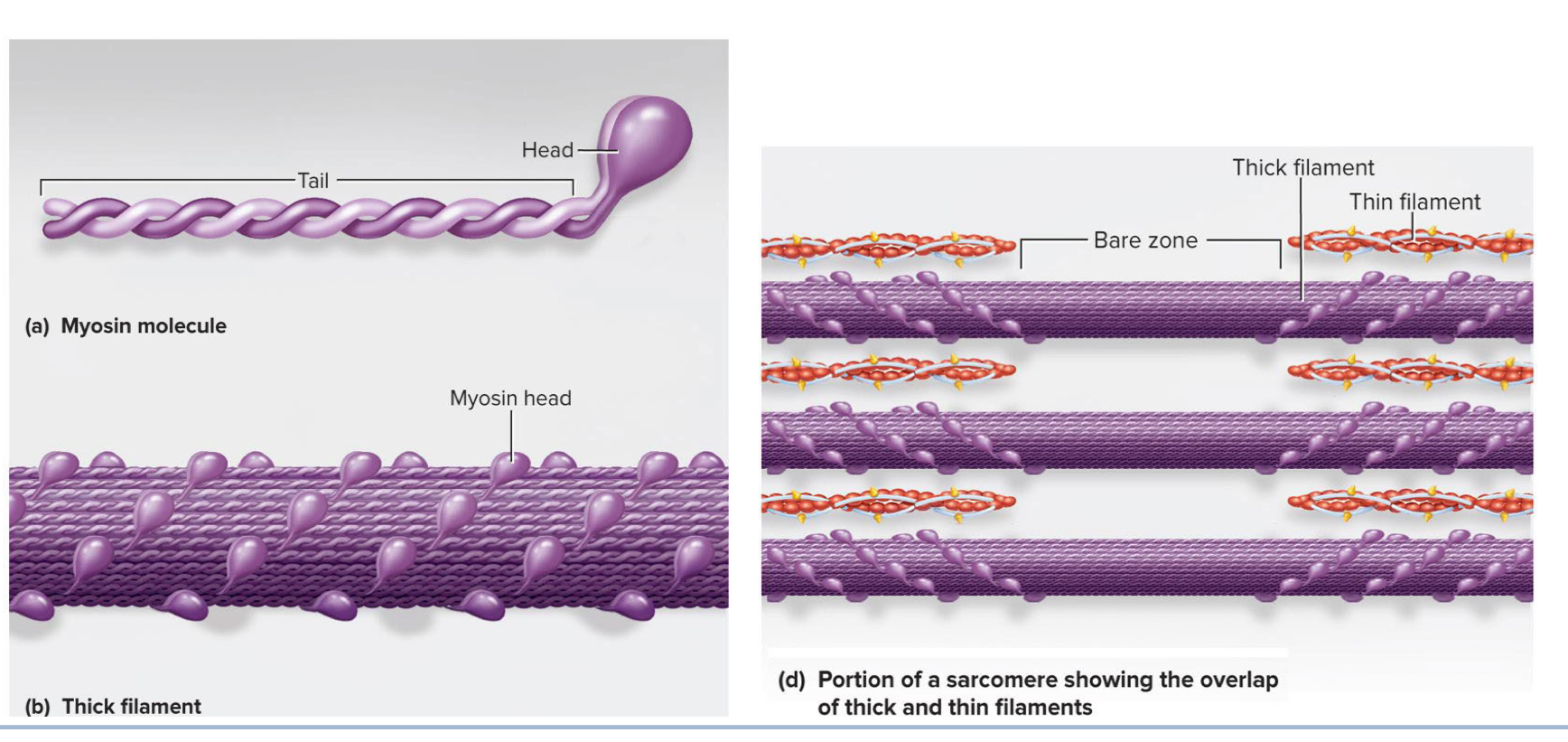 <p>Myofilament made of several hundred myosin molecules → each molecule is shaped like a gold club where two chains are intertwined to form a shaft like tail with a double globular head at the end</p><ul><li><p>Think of intertwined chains as shaft of club and the 2 globular heads as the clubhead</p></li><li><p>Heads on half on the thick filament angle to the left and the heads on the other half angle to the right with a bare zone with no heads in the middle</p></li></ul><p></p>