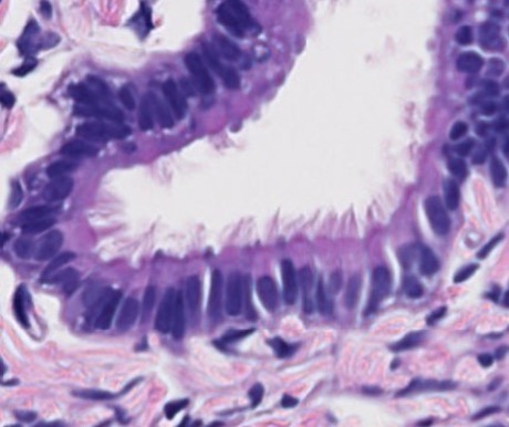 <p><span style="font-family: "Calibri Light";">Do these cells have cilia or stereocilia?</span></p>