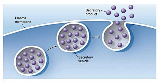 <p>transport vesicles migrate to the membrane, fuse with it, and release their contents</p><ul><li><p>many secretory cells use exocytosis to export products (ex. hormones, proteins, etc.)</p></li></ul><p></p>