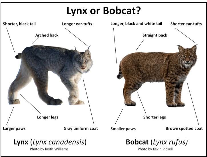 <p>Lynx rufus (bobcat) </p>