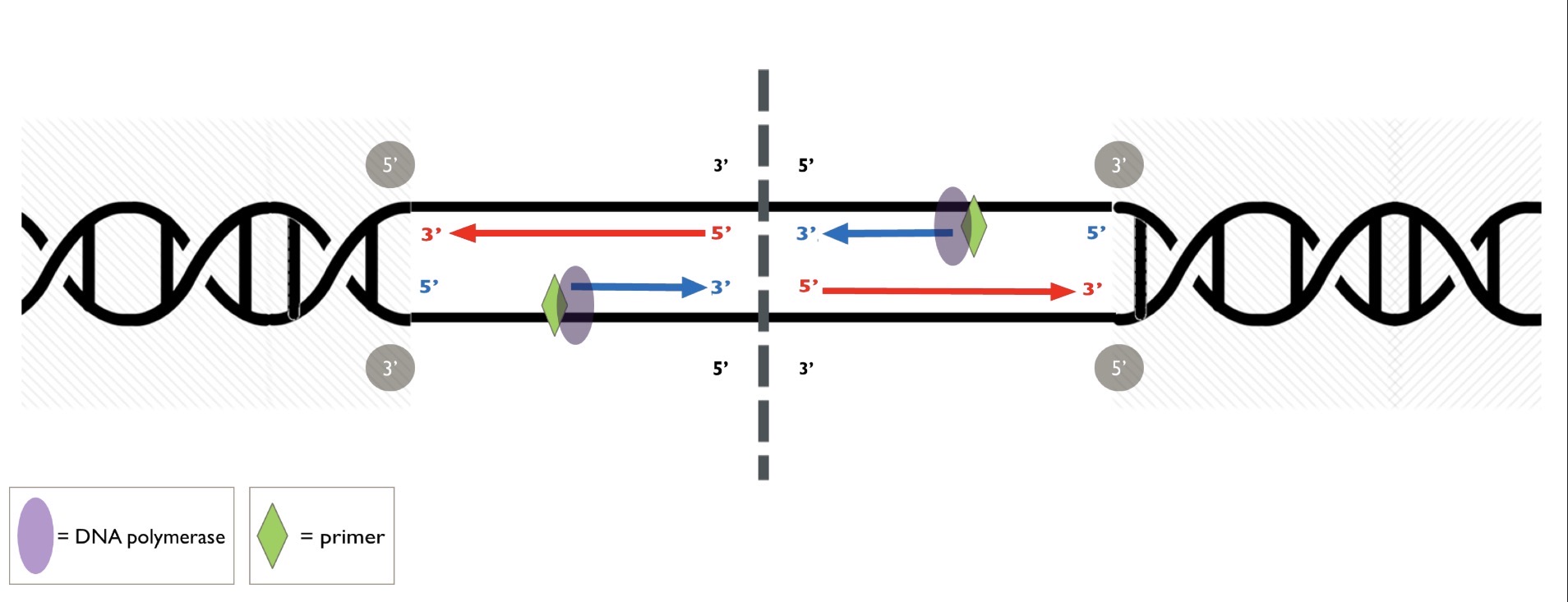 <p>DNA polymerase III (or δ ) synthesizes the lagging strand, First a blank must be added to the single strand so that DNA polymerase can add blank in the correct direction</p>
