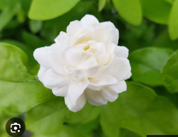 <p>Jasmine</p>