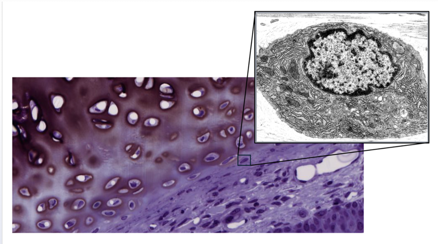 <p>Synthesis of extracellular matrix components, including collagen and ground substance</p><p></p><p>specific alpha chains (<strong>α1 and α2</strong>)</p>