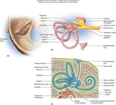 <p>Endolymph (in the membranous labyrinth) and perilymph (between the membranous labyrinth and bone).</p>