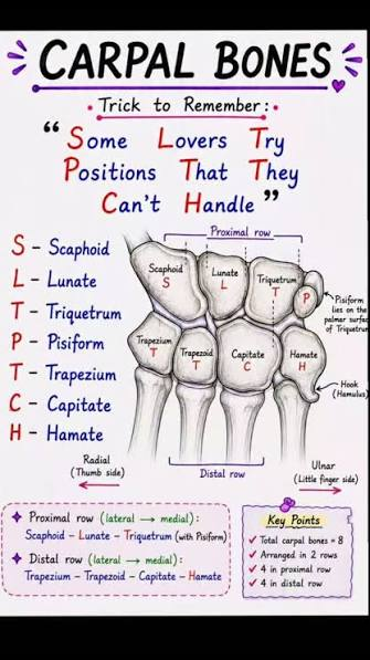 <ol><li><p>Scaphoid</p></li><li><p>lunate</p></li><li><p>triquetrum</p></li><li><p>pisiform</p></li><li><p>trapezium</p></li><li><p>trapezoid</p></li><li><p>capitate</p></li><li><p>hamate</p></li></ol><p></p><p><strong>Pneumonic: </strong>"<strong>S</strong>ome<strong> L</strong>overs <strong>T</strong>ry <strong>P</strong>ositions <strong>T</strong>hat <strong>T</strong>hey<strong> C</strong>an't<strong> H</strong>andle"</p><p></p>
