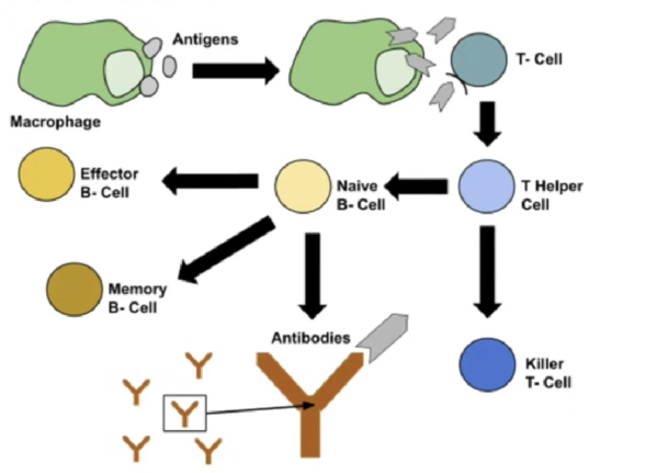 <ul><li><p>Foreign proteins that generate an immune response by lymphocyte cells when detected in the body</p></li><li><p>Located on cell surface</p></li></ul><p></p>