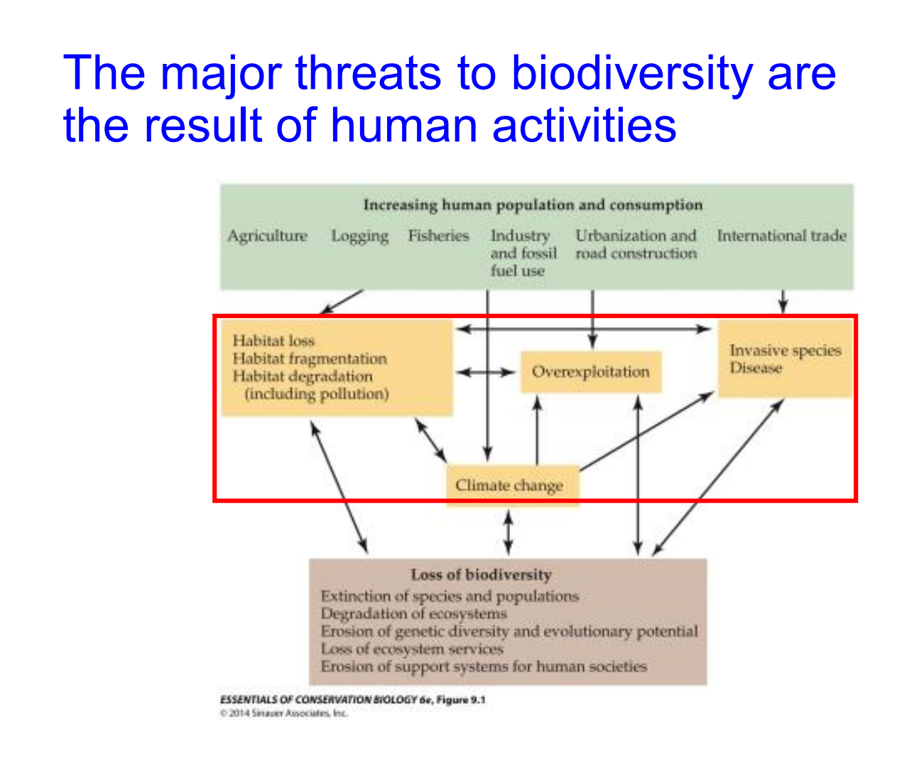 <p><strong>1.Habitat Alternation</strong></p><ul><li><p><span>Habitat loss: Complete destruction of natural environments.</span></p></li><li><p><span>Habitat fragmentation: Breaking large habitats into smaller, isolated patches.</span></p></li><li><p><span>Habitat degradation: Lowering habitat quality, which explicitly includes pollution.</span></p></li></ul><p>2.<strong>Overexploitation</strong></p><ul><li><p>The unsustainable harvesting or over-hunting/fishing of species.</p></li></ul><p><strong>3.Climate Change</strong></p><p>Global shifts driven heavily by industrial activities and fossil fuel use.</p><ol start="4"><li><p><strong>Invasive Species and Disease</strong></p></li></ol><p>The introduction of non-native species and pathogens into new ecosystems.</p>