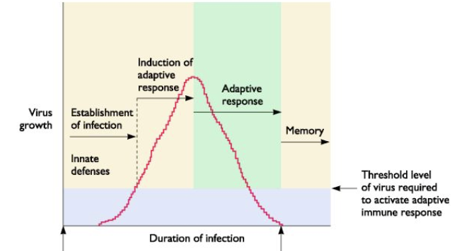 <p>establishment of infection → induction of adaptive response → adaptive response → memory → threshold level of virus required to activate adaptive immune response</p>