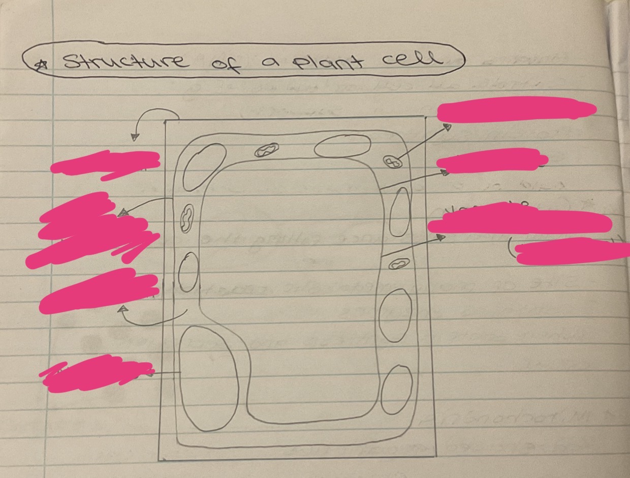 <p>Label this plant cell</p>