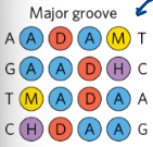 <ul><li><p>make a code protein that can recognize w/ specificity </p><ul><li><p>A: H-bond acceptor</p></li><li><p>D: H-bond donor </p></li><li><p>H: Other H</p></li><li><p>M: Methyl group</p></li></ul></li></ul><p></p>