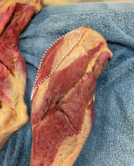 <p>Identify the muscle</p>