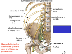 <p>Note the white and grey communicating rami at what levels?</p>