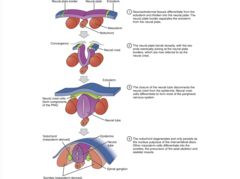 <p>Neural Plate Induction:</p><p>1. Neuroectodermal tissues differentiate from the ectoderm and thicken into the neural plate. The neural plate border separates the ectoderm from the neural plate</p><p>2. The neural plate bends dorsally, with the two ends eventually joining at the neural plate borders, which are now referred to as the neural crest</p><p>3. The closure of the neural tube disconnects the neural crest from the epidermis. Neural crest cells differentiate to form most of the peripheral nervous system</p><p>4. The notochord degenerates and only persists as the nucleus pulposus of the intervertebral discs. Other mesoderm cells differentiate into the somites, the precursors of the axial skeleton and skeletal muscle</p>