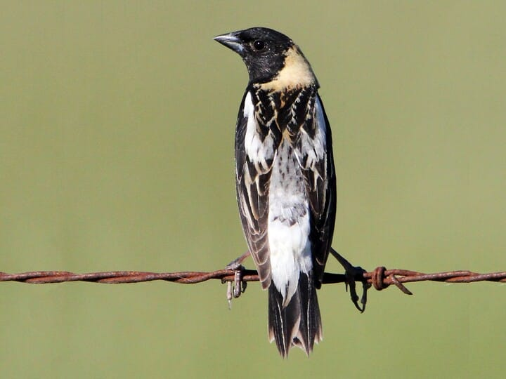 <p>bobolink</p><p>black and white body <br>yellow nape </p>