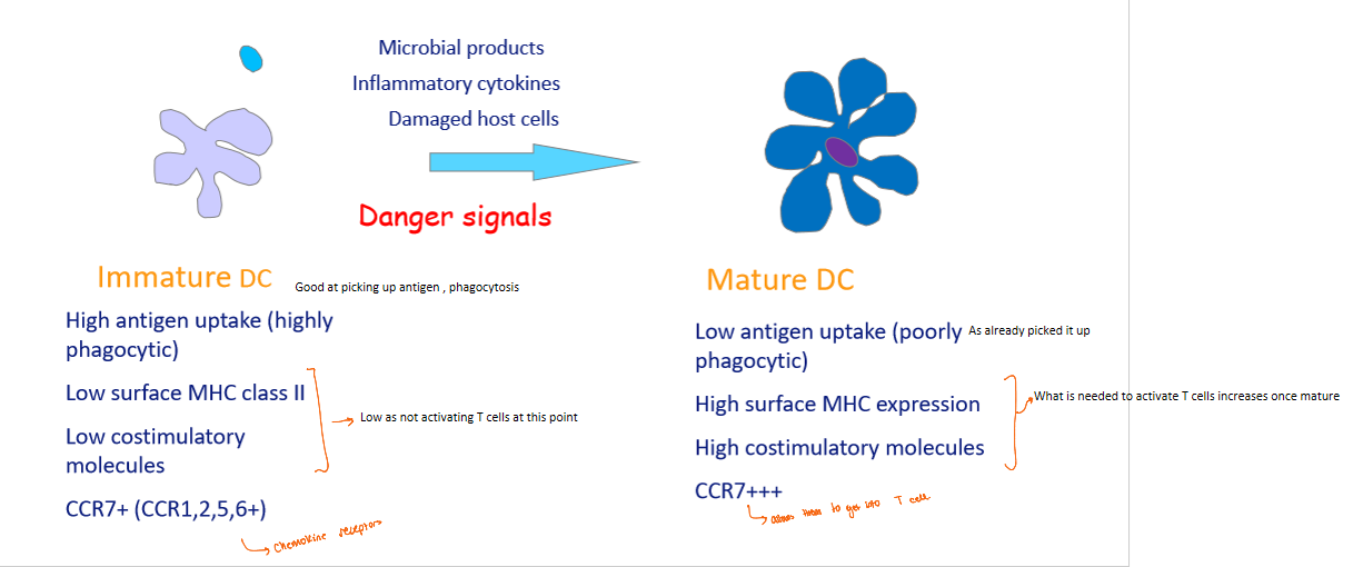 <ul><li><p>main bridge between innate and adaptive immunity </p></li><li><p>they are an APC </p></li><li><p>come form bone marrow, enter blood and then travel to organ where they take residance in e.g. skin </p></li><li><p>once they encounter an antigen they take up antigen then change conformation/phenotype and then leaves tissue through lyphatics and then goes to lymph nodes </p></li></ul><p></p>