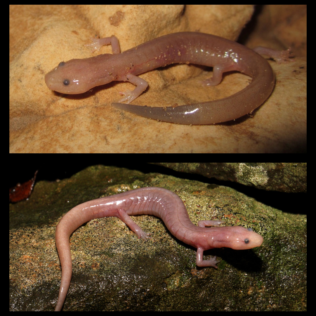 <p>Grotto Salamander</p>