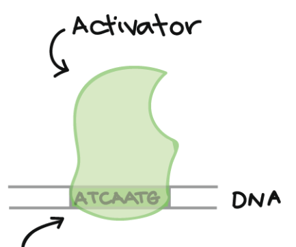 <p>A sequence of DNA nucleotides that is the binding site for an activator</p>