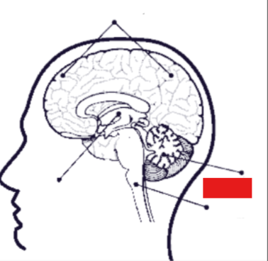 <p>attached to brain stem by cerebral peduncles</p><p>maintain balance, muscle tone, and coordinating fine motor movements</p><p>communicate with propioceptive neurons (position sets)</p>