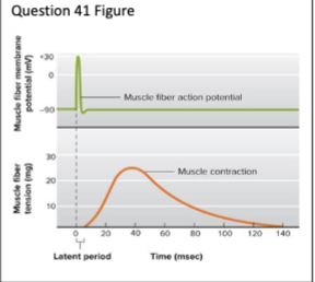 <p>After an action potential fires at the neuromuscular junction of a skeletal muscle fiber, there is a latency period</p><p>before tension generation (fiber contraction; see the figure). What accounts for this latency period?</p><p>a. Cross bridge-cycling</p><p>b. ATP hydrolysis</p><p>c. Excitation-contraction coupling</p><p>d. Isometric contraction</p><p>e. A and D</p>