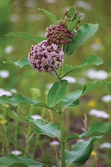 <p>A perennial herb in the family Asclepiadaceae commonly known as Common Milkweed.</p>
