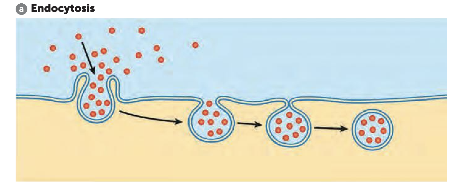 <p><span style="color: green;"><strong>What is endocytosis</strong></span></p>