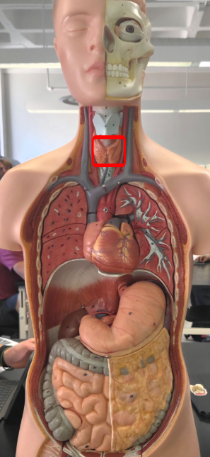 <p>a. What gland is this? </p><p>b. What is its function?</p>